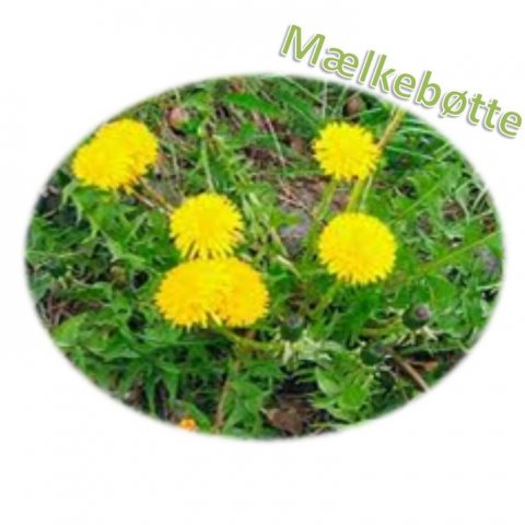 Mælkebøtte