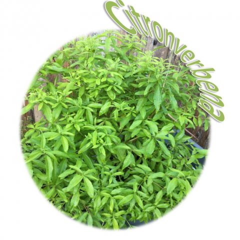 Citronverbena